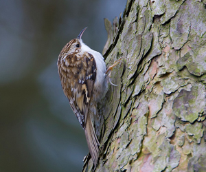 Бялзуумар (Хөвчийн бялзуумар)